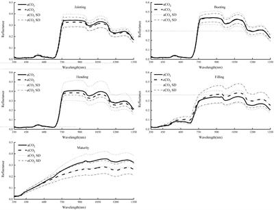 Hyperspectral Estimation Models of Winter Wheat Chlorophyll Content Under Elevated CO2